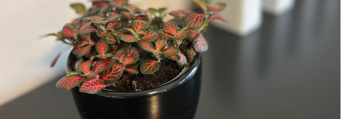 Table Top 9cm Banner Picture3.jpg